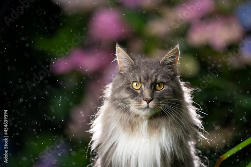 blue tabby maine coon cat outdoors in the rain back lit portrait © FurryFritz
