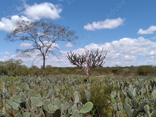 Plantação de palma-forrageira (Opuntia ficus-indica) também conhecida como Palma redonda, Orelha de onça ou Palma-santa, no Nordeste do Brasil. 