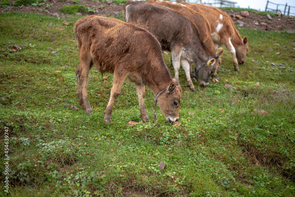 Mountain and cows on green meadow, summer landscape. Mountain and cows on green meadow, summer landscape.