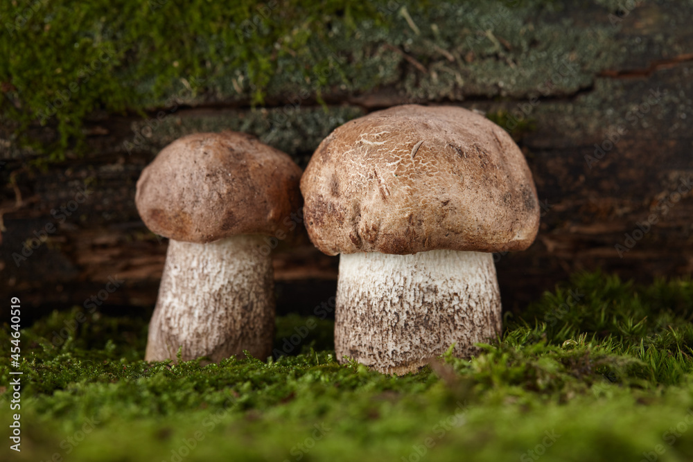 Brown cap boletus mushrooms in forest, close up view Brown cap boletus mushrooms in forest, close up view