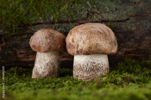 Brown cap boletus mushrooms in forest, close up view