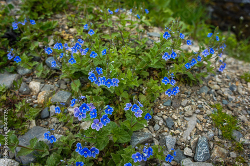 Tableau sur toile flowers in the garden