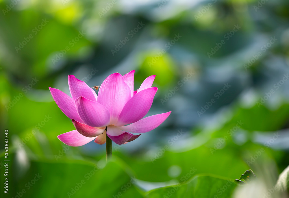Lotus in full bloom, in the park in the pond