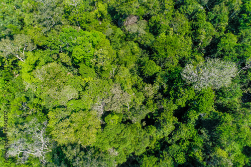Aerial view of an Amazon rainforest canopy in Brazil. photo