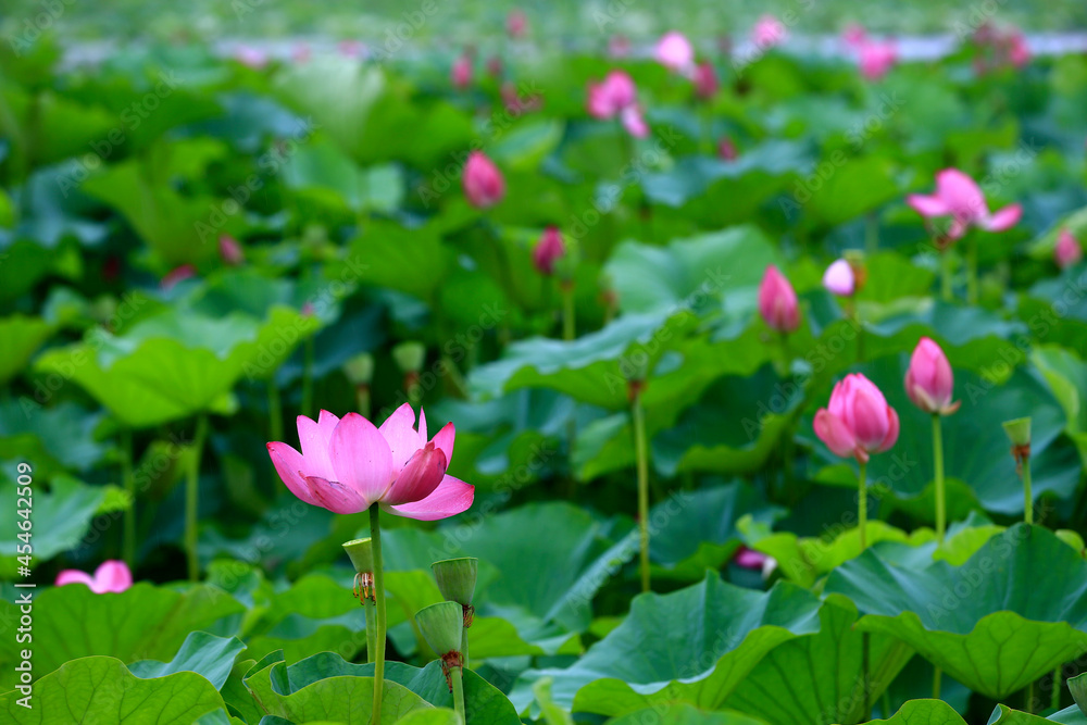 Lotus in full bloom, in the park in the pond