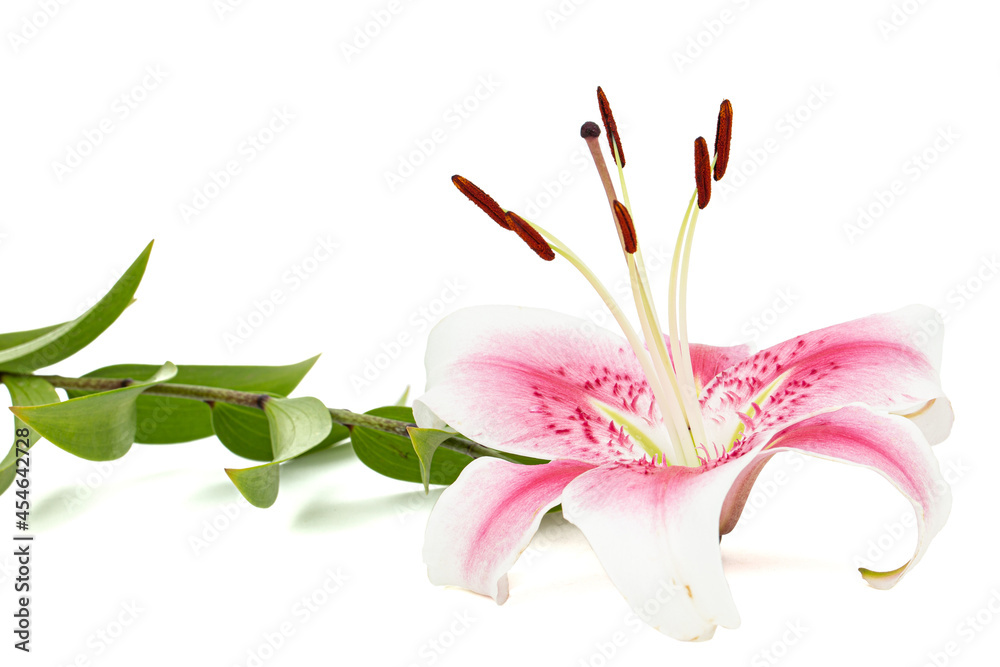 Naklejka premium Big white-pink flower of lily, isolated on white background