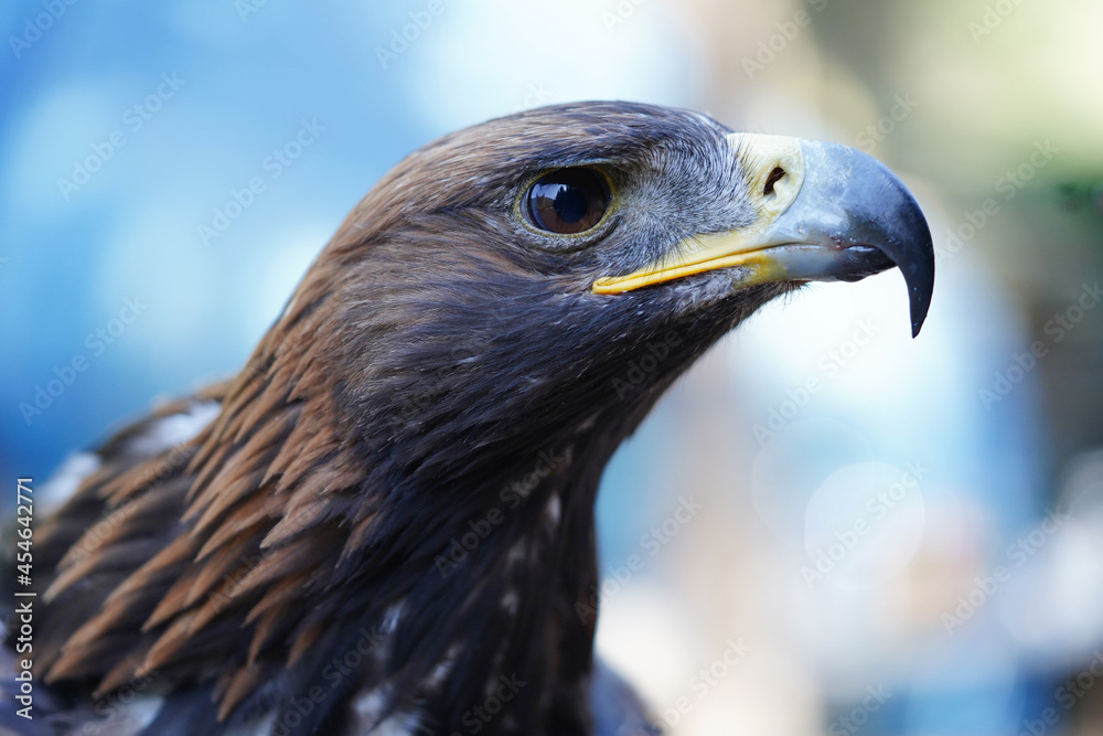 Fototapeta premium Close up of the head of a bird of prey. High quality photo