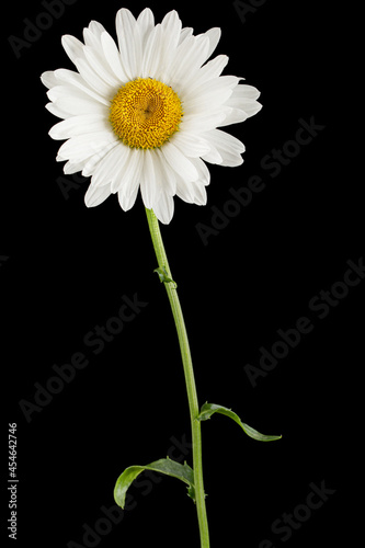 White flower of chamomile  lat. Matricaria  isolated on black background