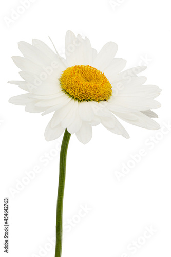 White flower of chamomile  lat. Matricaria  isolated on white background