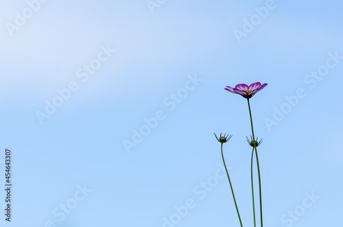 Cosmo in bloom - A Cosmos in bloom againsts a mottled blue sky photo