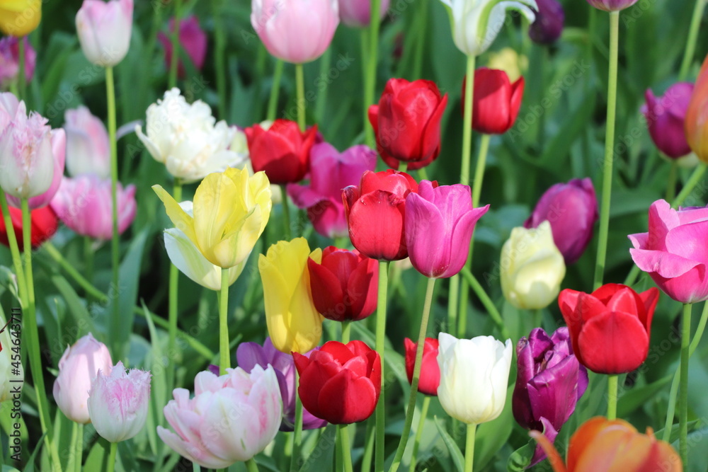 background of multicolored rose flowers