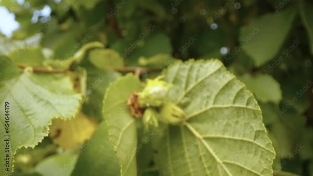 The budding flower of the common hazel plant as seen on a closer look in Estonia The budding flower of the common hazel plant as seen on a closer look in Estonia