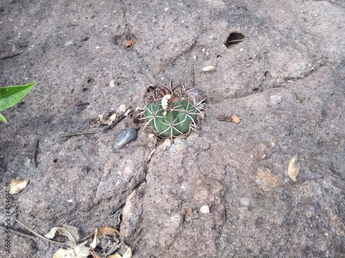 Cacto coroa-de-frade (Melocactus Zehntneri) em afloramento rochoso de granito na Caatinga.