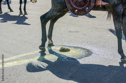 A horse that sends its natural needs directly to the square, urine and shit. photo