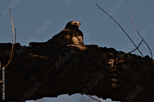 Poor Will Day roosting in an Elm Tree in Canyon, Texas in the Panhandle near Amarillo, Summer of 2021. photo