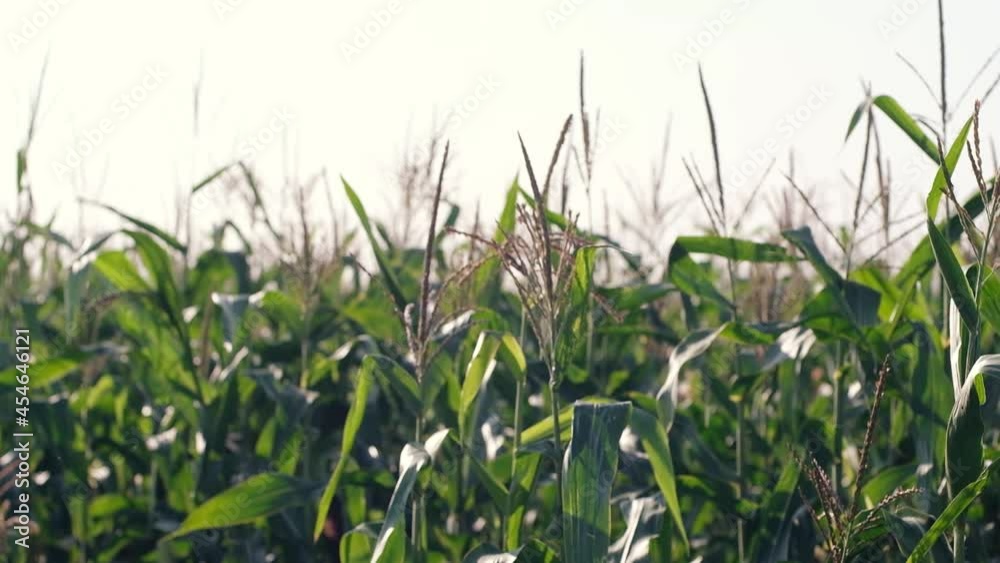 Corn Maize Agriculture. Nature Field. Environmental protection. Farmer hand touches corn plants. Eco planet agriculture concept. Corn Maize Agriculture. Nature Field. Environmental protection. Farmer hand touches corn plants. Eco planet agriculture concept.