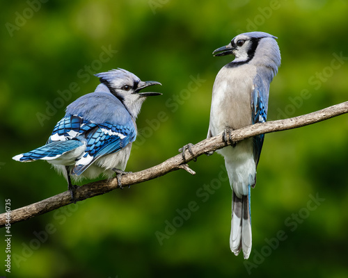 Blue Jays Arguing