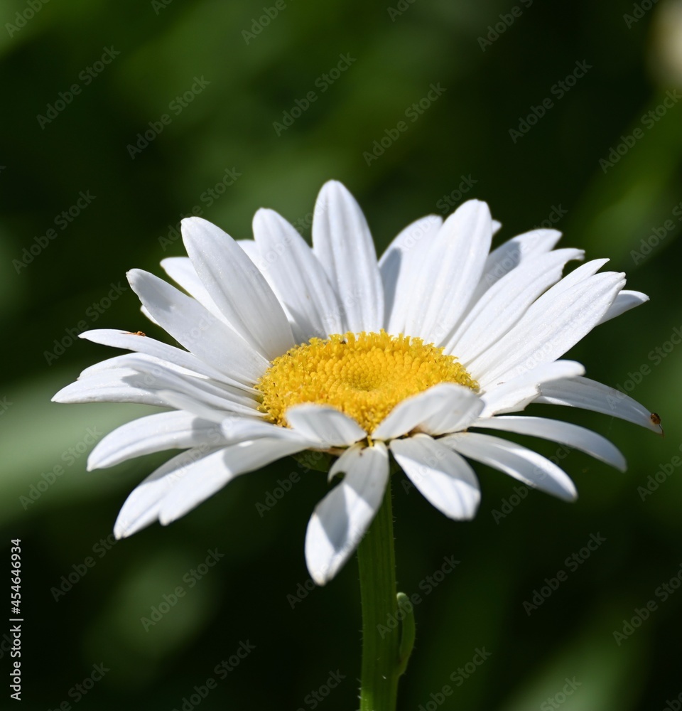 daisy flower daisy flower