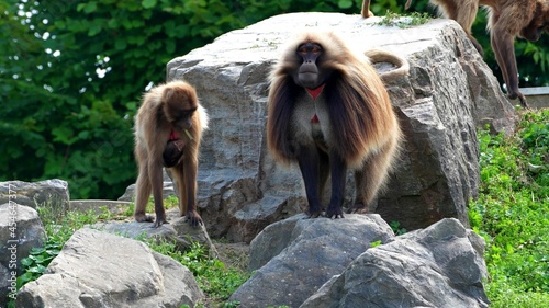Canvas Print Photo of a baboon family
