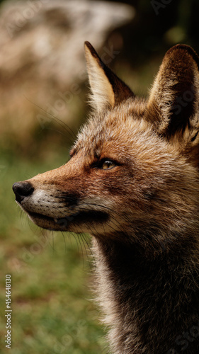 red fox portrait photo