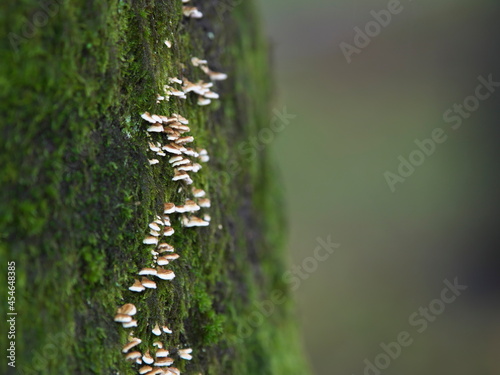 
Tokyo,Japan - September 3, 2021: Closeup of small Sarunokoshikake or Polyporaceae on cherry tree in the rain
 photo