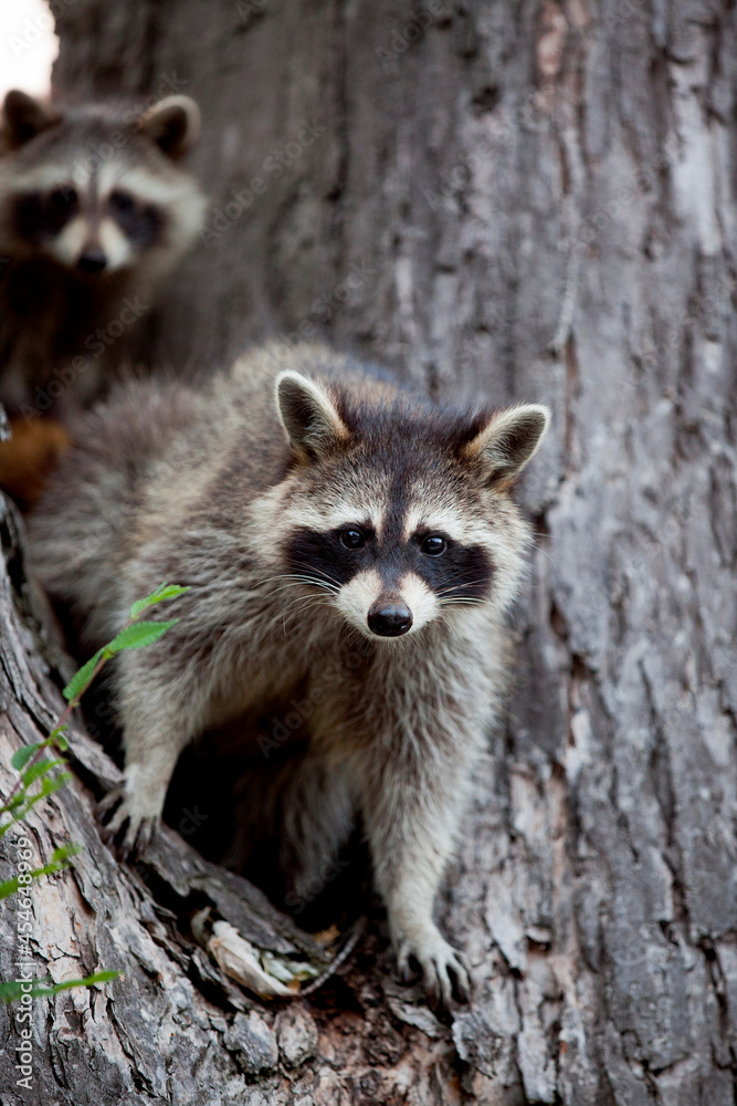 A Family of Racoons hanging out in a maple tree.