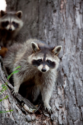A Family of Racoons hanging out in a maple tree.