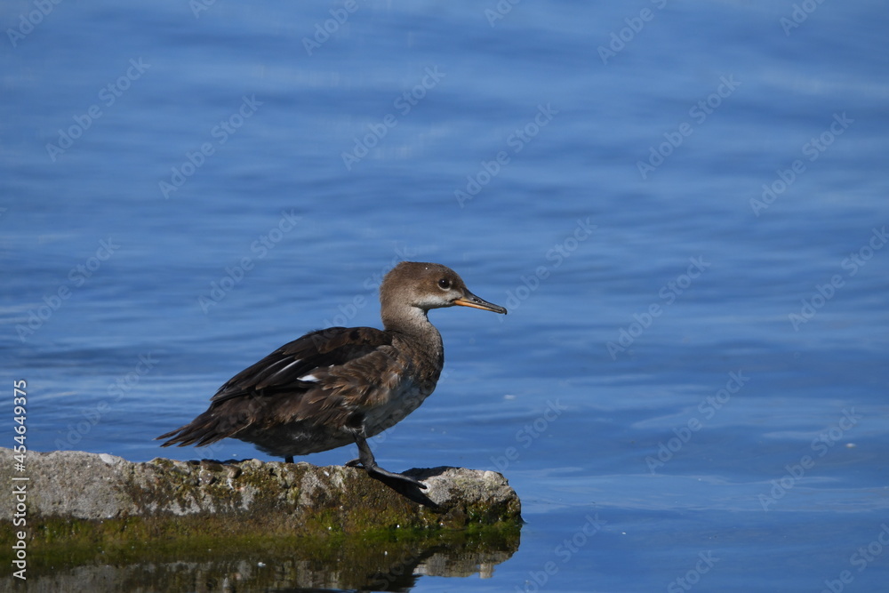 Juvenile Common Merganser duck standing on the shore Juvenile Common Merganser duck standing on the shore