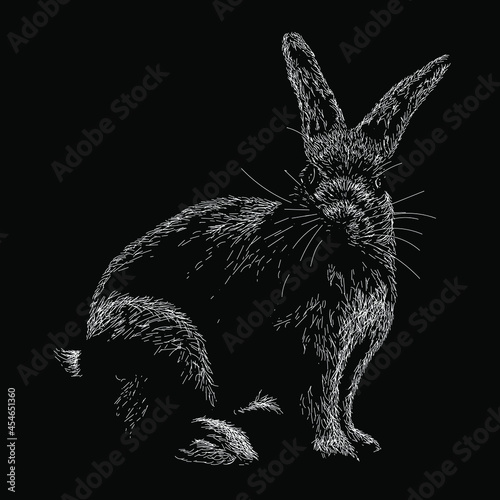 rabbit vector drawing illustration. vector isolated element on the white background photo