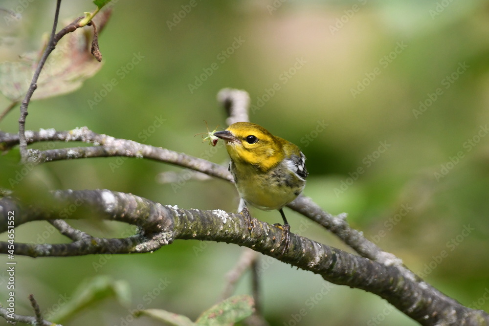 Female Black Throated Green Warbler sits perched on a branch with an insect in its beak Female Black Throated Green Warbler sits perched on a branch with an insect in its beak