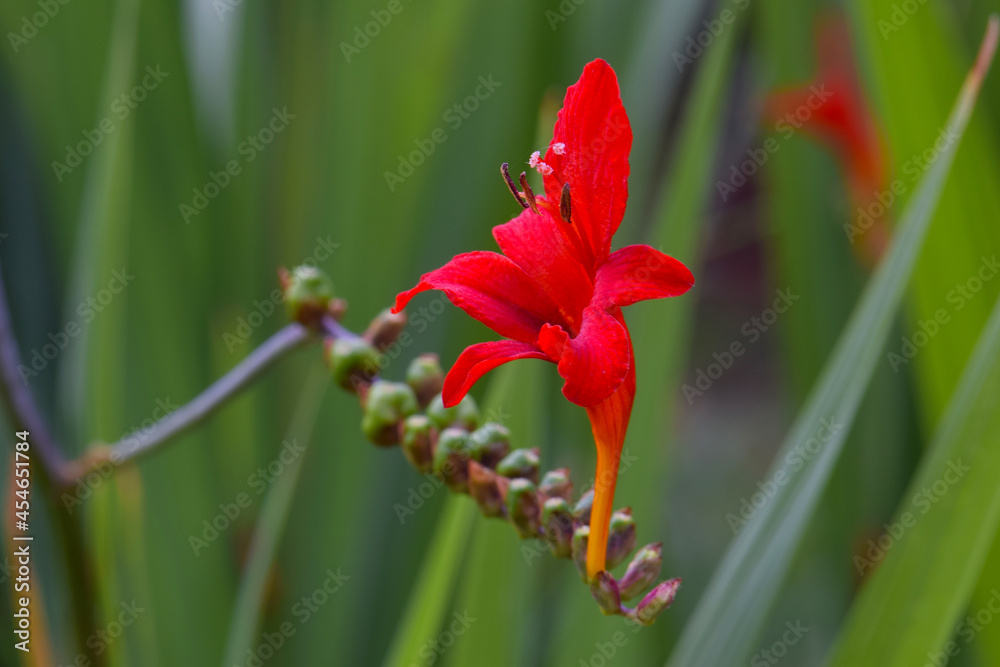 Red Crocosmia Solo 02