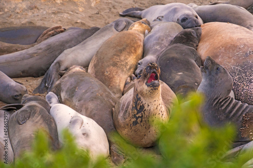 animals, Beach, Califoenia Central Coast, company, Elephant seals, e-seals, females, huddle, huge, mammals, marine, molting, Nothern, piedras Blancas