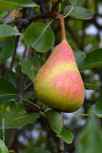 Common Pear Solo 03