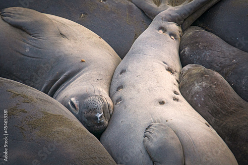 animals, Beach, Califoenia Central Coast, company, Elephant seals, e-seals, females, huddle, huge, mammals, marine, molting, Nothern, piedras Blancas