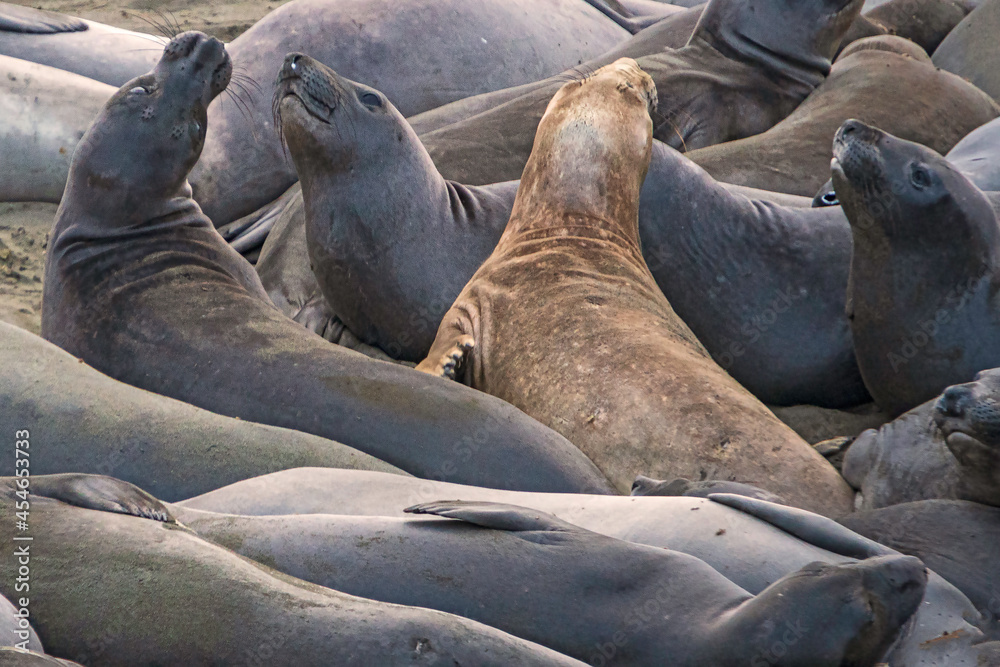 Fototapeta premium animals, Beach, Califoenia Central Coast, company, Elephant seals, e-seals, females, huddle, huge, mammals, marine, molting, Nothern, piedras Blancas