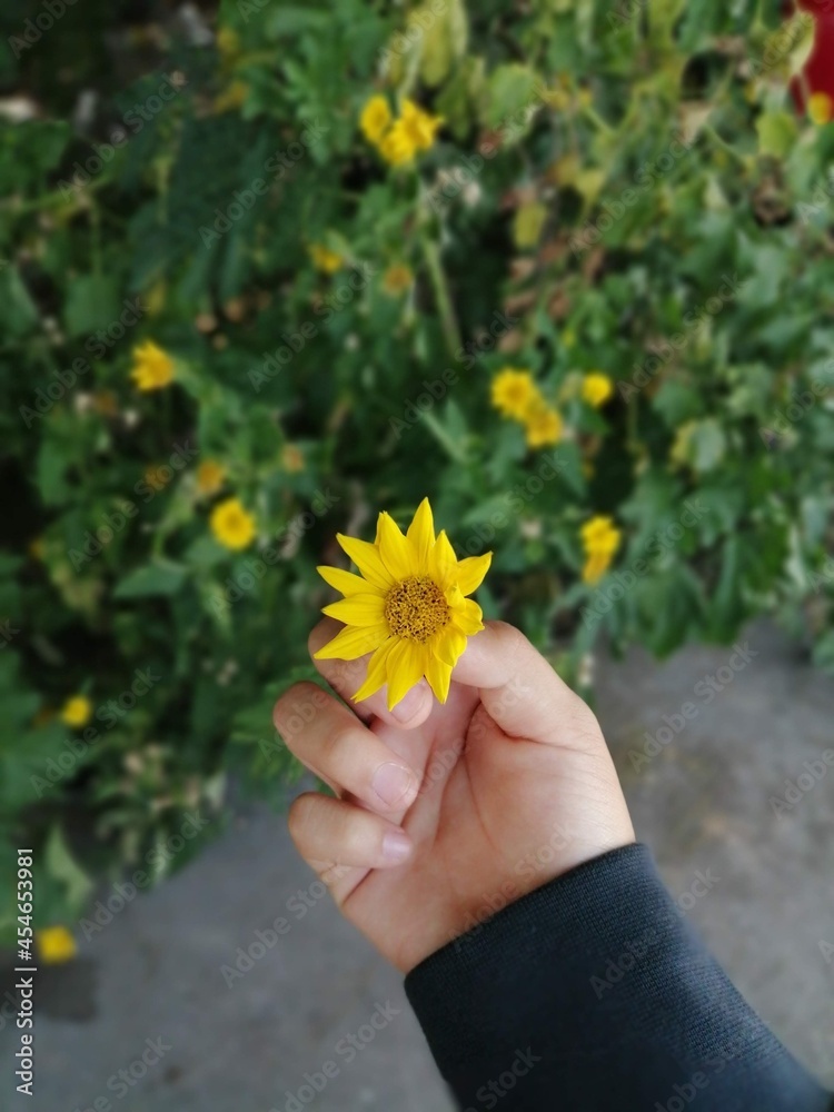 Todas las flores me recuerdan a ti Todas las flores me recuerdan a ti