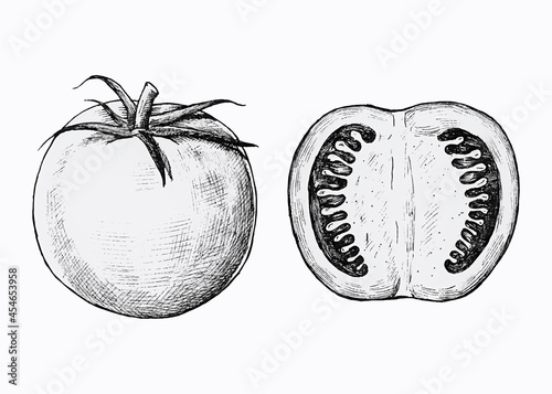 Hand drawn fresh tomatoes vector