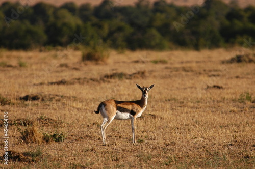 Impala living in Masai Mara  Kenya