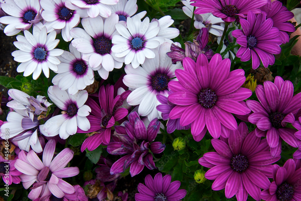 Springtime - flowers in backyard of residential building Springtime - flowers in backyard of residential building