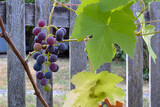 Cluster Purple Grapes 08