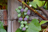 Purple Grape Cluster 03
