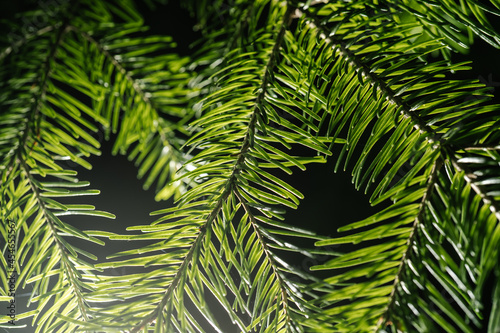 The branch of the Christmas tree in close-up.