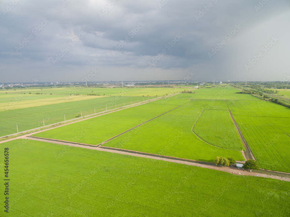 Field rice with landscape green pattern nature background
