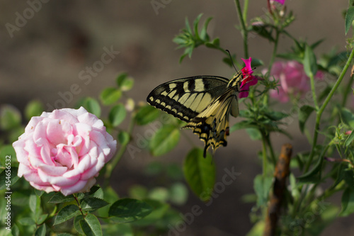 Close-up of a delicate rose and swallowtail butterfly on small phlox flowers. Sunny day. Beautiful yellow butterfly in the garden among pink flowers and greenery. copy space