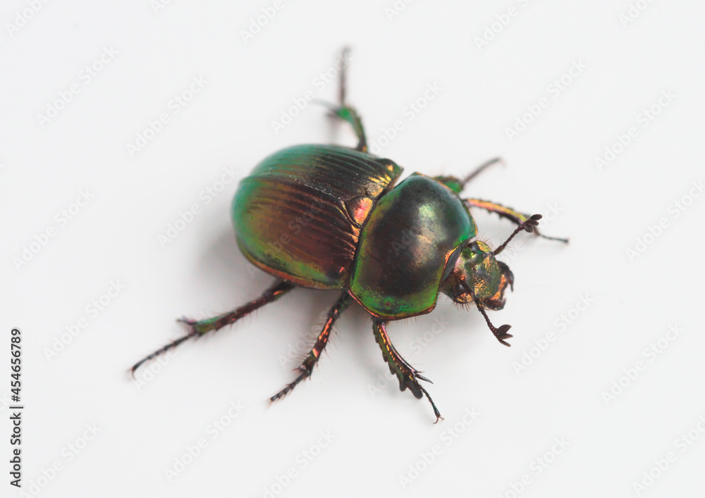 Fototapeta premium コガネムシ 白背景