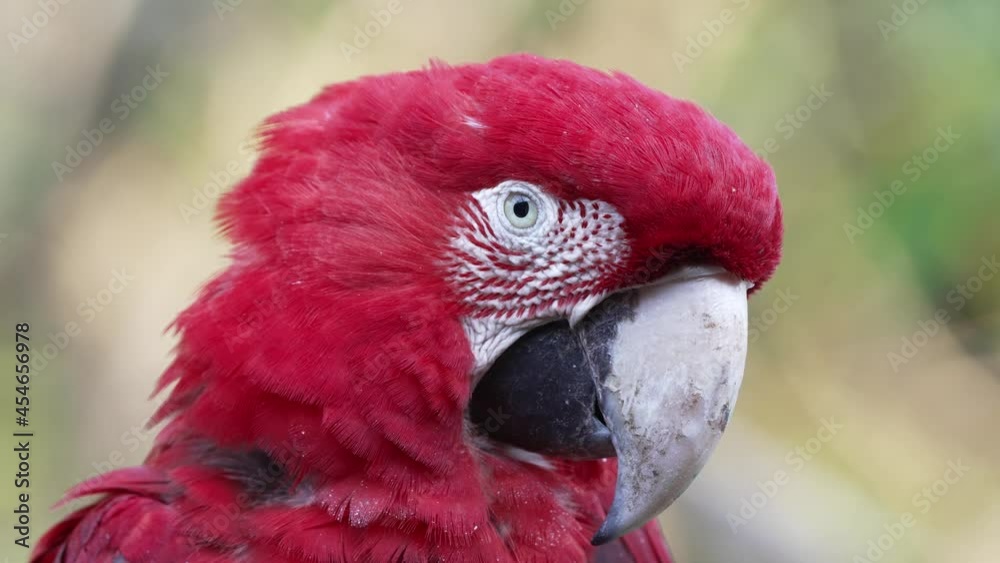 Close up portrait head shot of a wild red and green macaw, ara chloropterus against green foliage bokeh background, blinking its eye. Close up portrait head shot of a wild red and green macaw, ara chloropterus against green foliage bokeh background, blinking its eye.