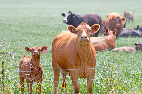 Beef Cattle. A herd of cows in a field