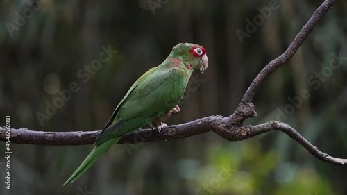Red masked mitred parakeet, psittacara mitratus perching on tree branch, feeding on fresh fruit against dark forest woodland environment, 4K static shot.