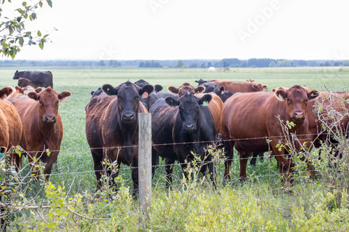 A herd of beef cattle standing in a field