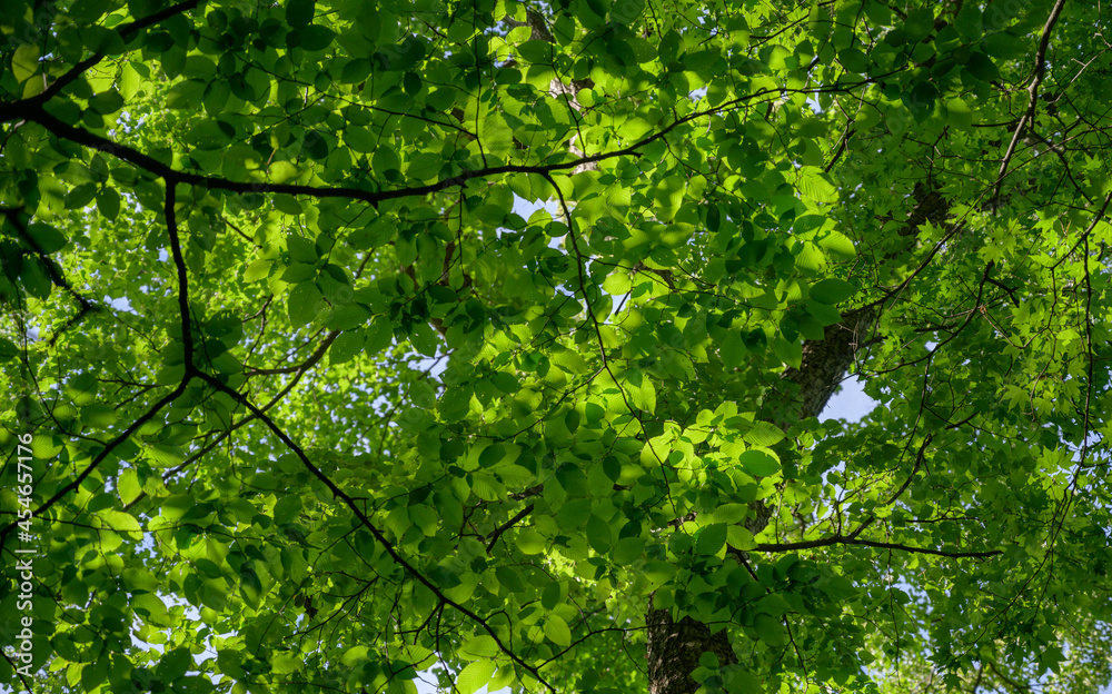 In summer forest. Natural background. Green leaves.